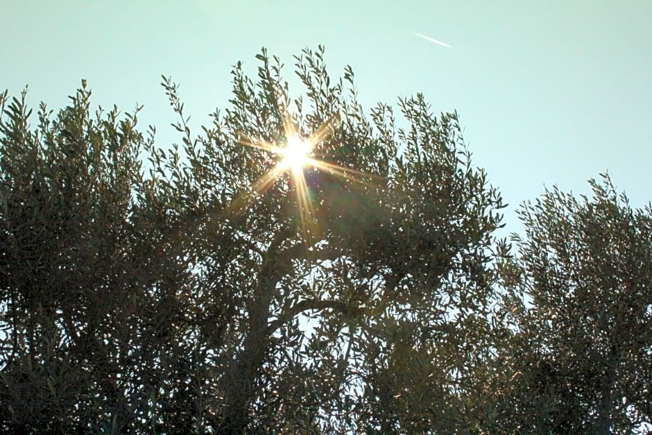 Piccolo Ulivo B&B Salento