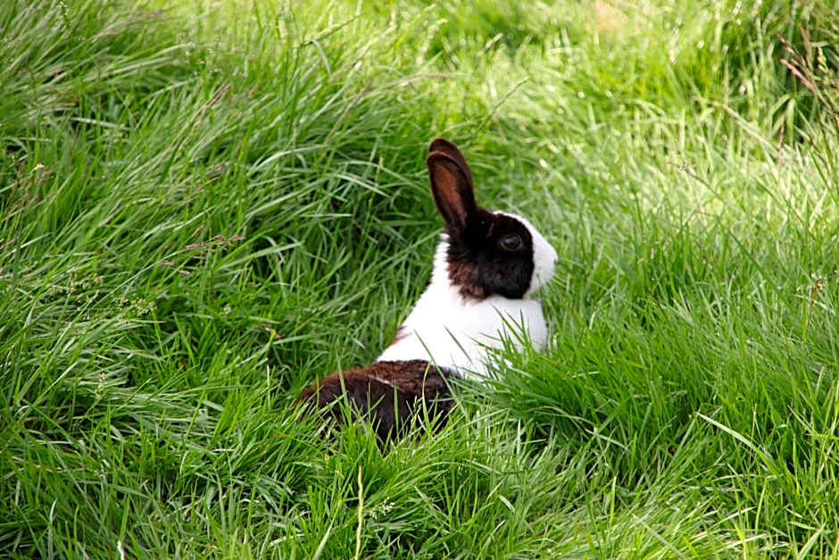 Bed and Breakfast De Volkelse Hooiberg