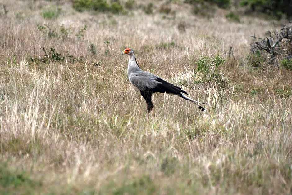 Dungbeetle River Lodge