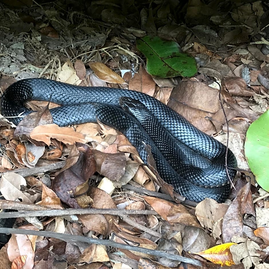 Daintree Crocodylus Village