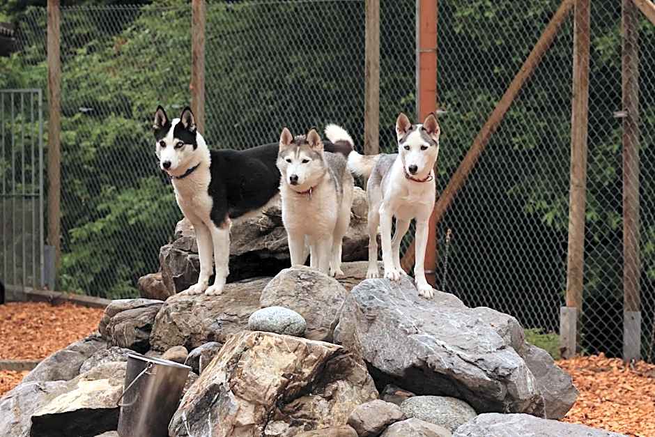 Hüttenhotel Husky Lodge