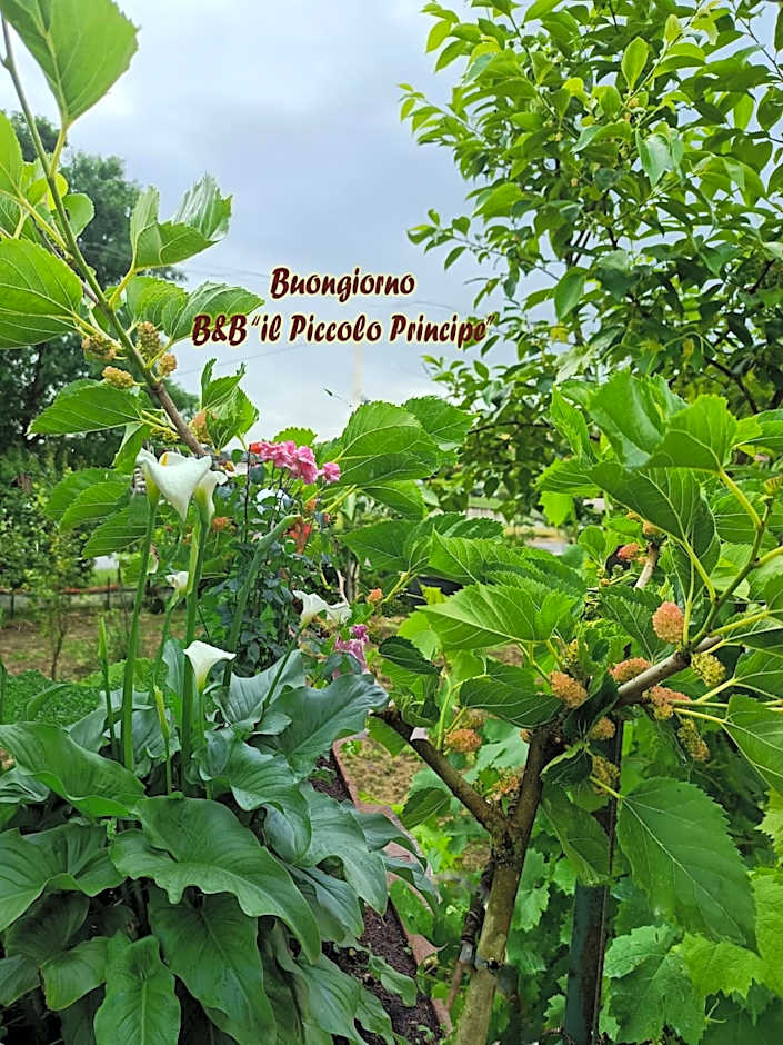 Il piccolo principe
