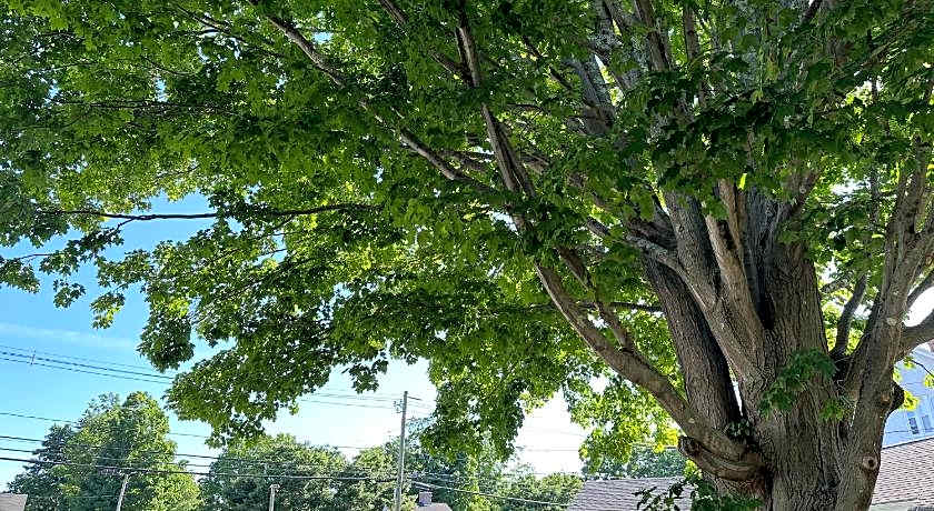 Village Motel by OYO