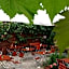 Hotel Restaurant Ruppert