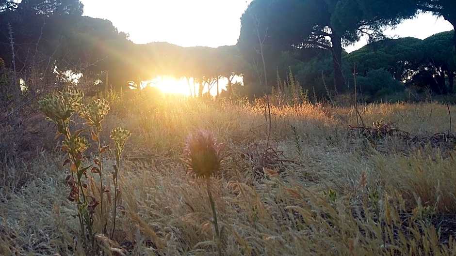 miCielo - Baumhäuser