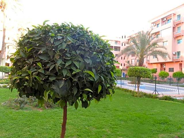 Manis Apartment Set in a Hotel Area