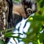 Asim Paris Guesthouse & jungle trekking