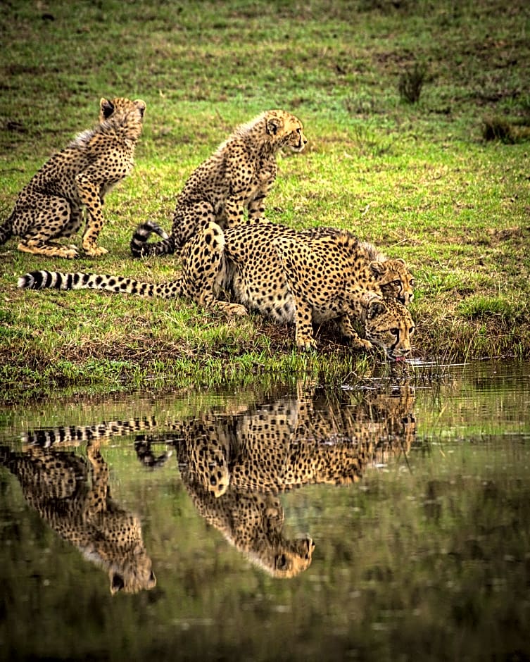 Botlierskop Private Game Reserve