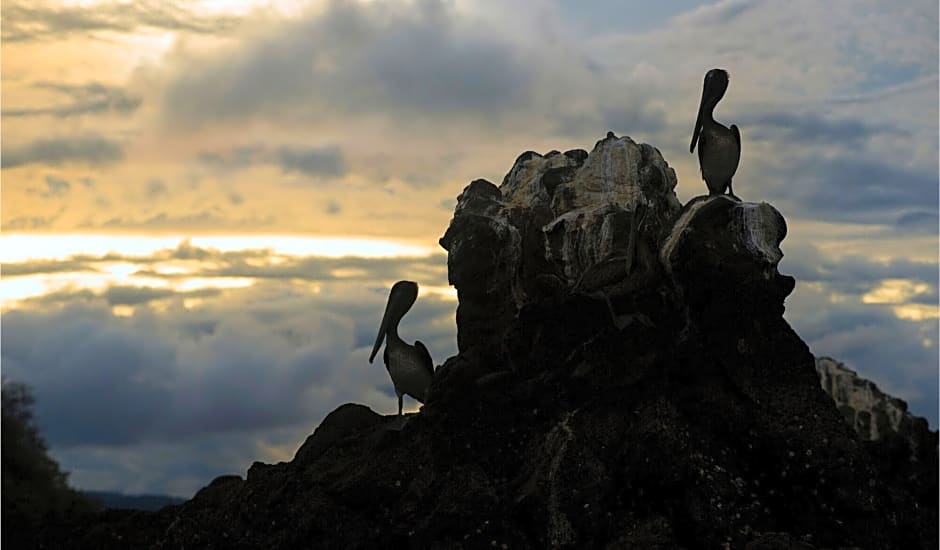 Isla Chiquita Gampling