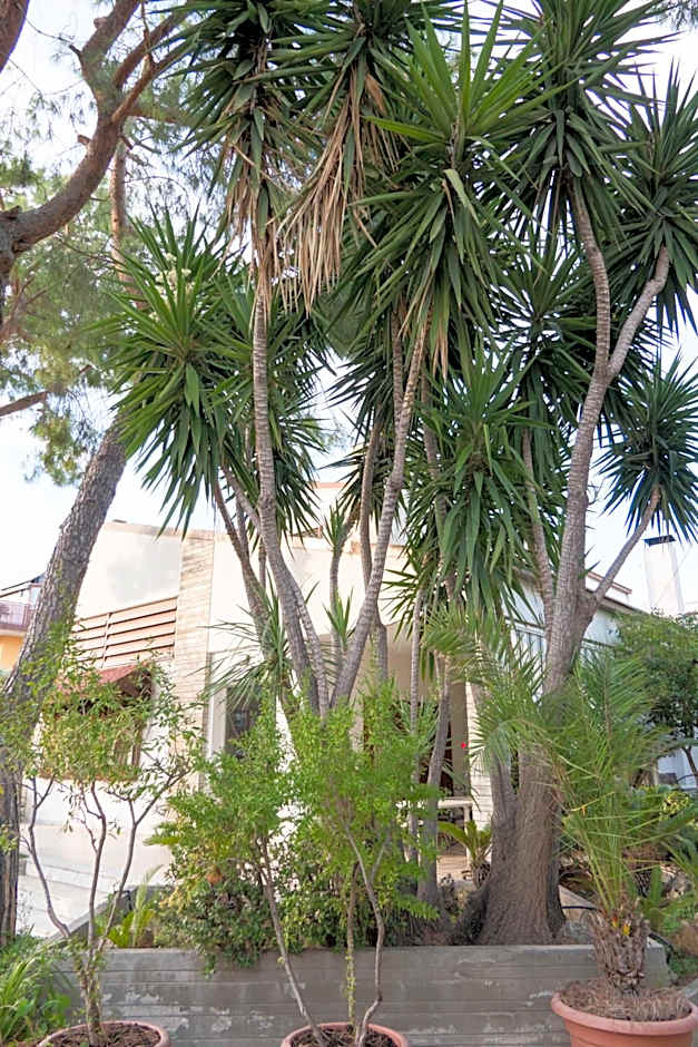 Yucca Camere & Suite