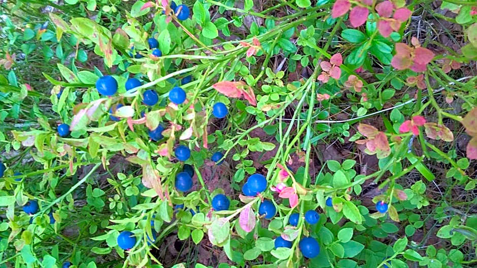 Kujanpää | Paajoen Vuokramökit
