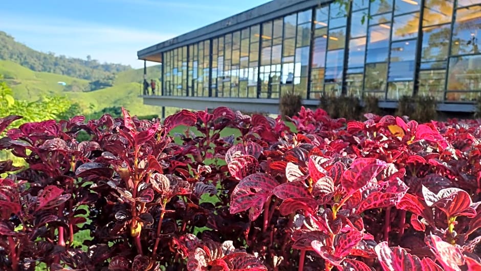 BRICKS Cameron Hostel