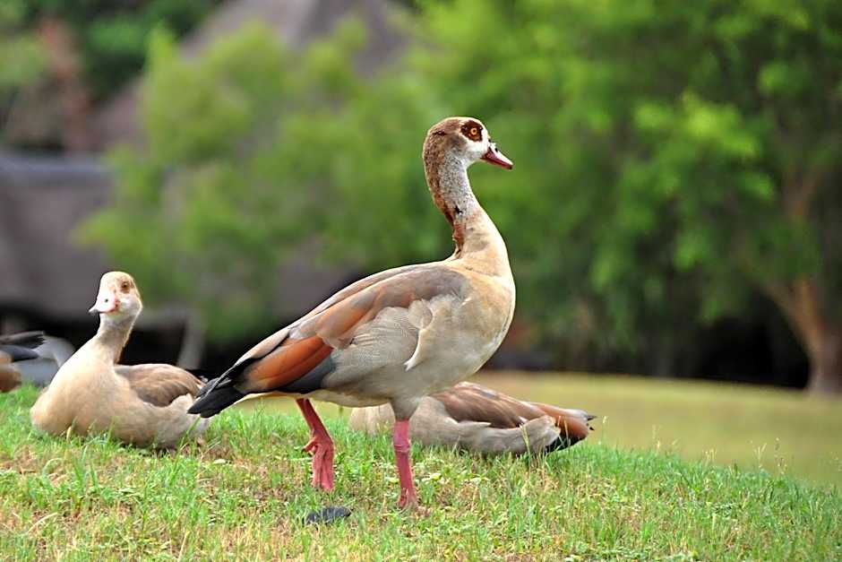 Kruger Park Lodge Unit No. 277