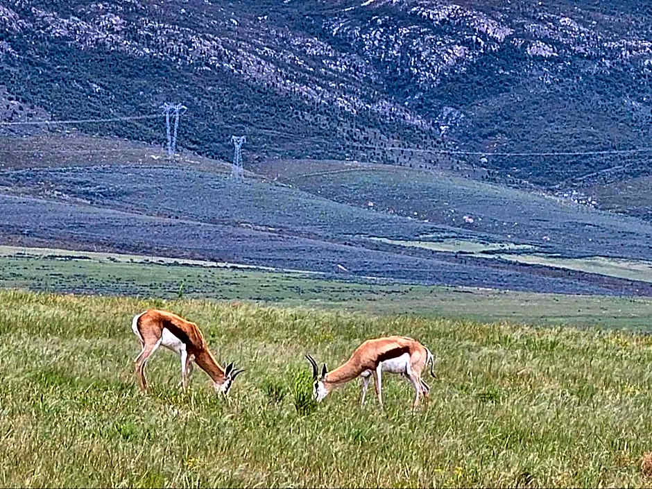 Valley View Eco Country Estate - Paradise in the Winelands