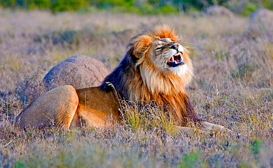 Hlosi Game Lodge - Amakhala Game Reserve