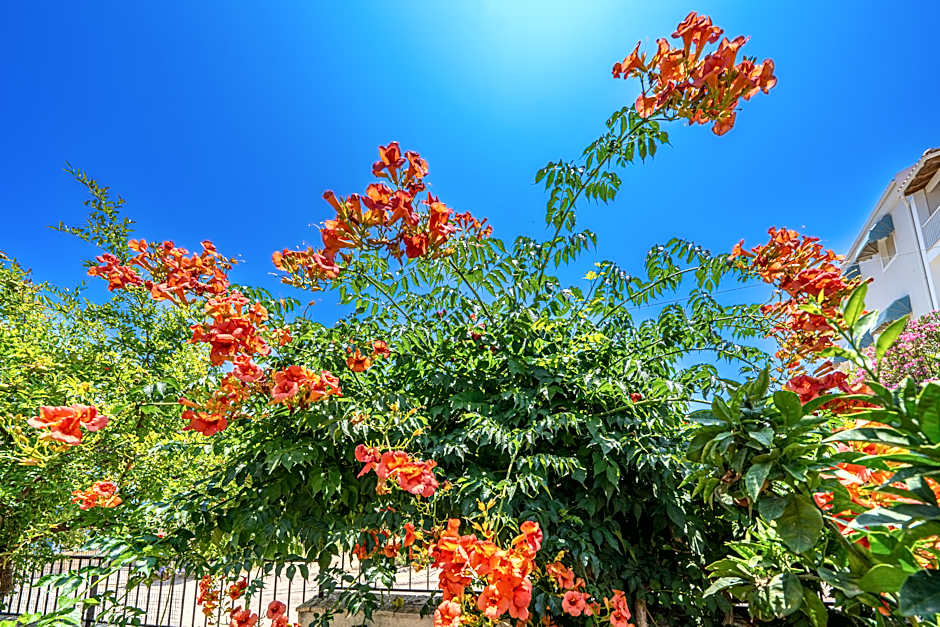 Dionysios Studios & Apartments