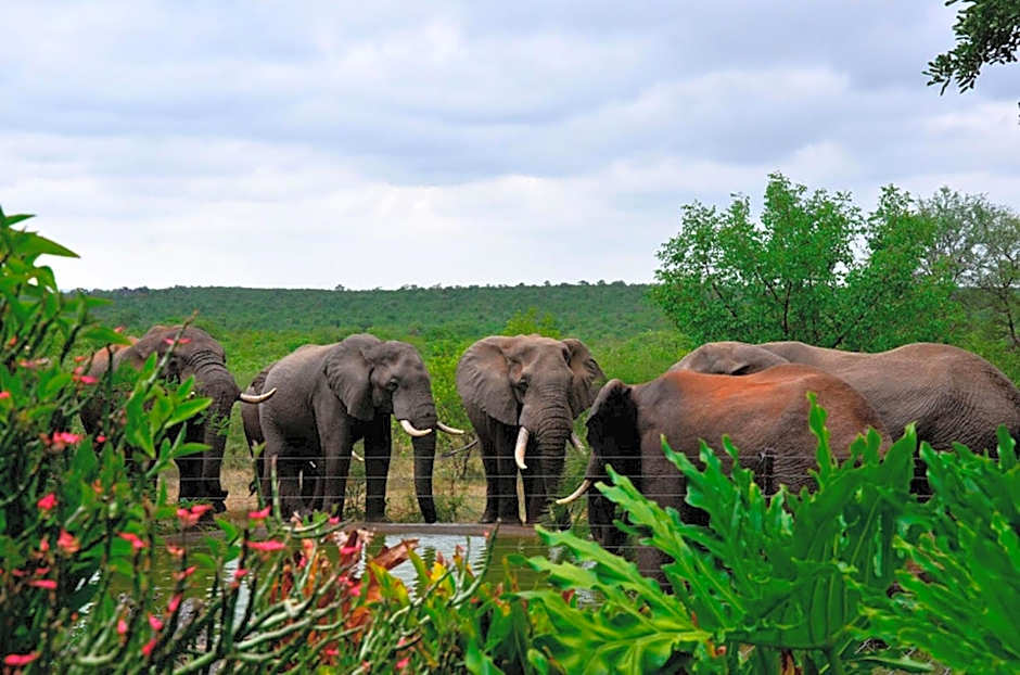 Tingala Lodge - Bed in the Bush