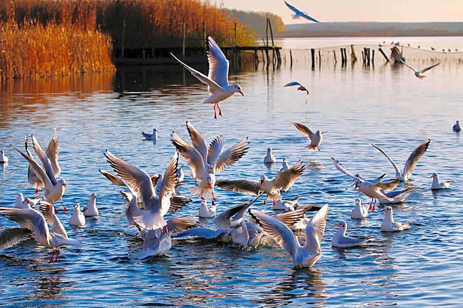 Seehotel Berlin-Rangsdorf