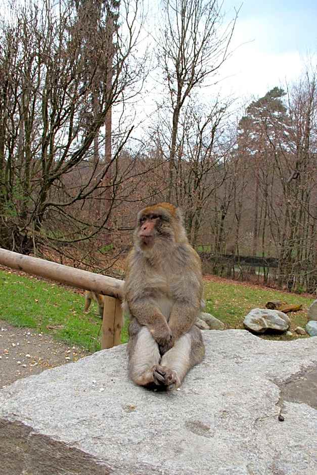 Hotel Krone Stühlingen - Das Tor zum Südschwarzwald