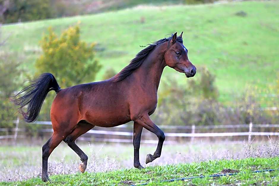 Fattoria Ca' di Fatino