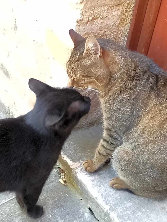 Piccolo Gesto d'Affetto