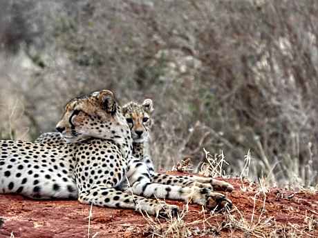 Tausa Tsavo Eco Lodge