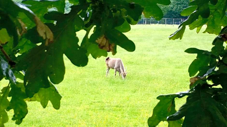 Les Lodges Du Reynou