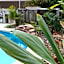 Noosa River Palms
