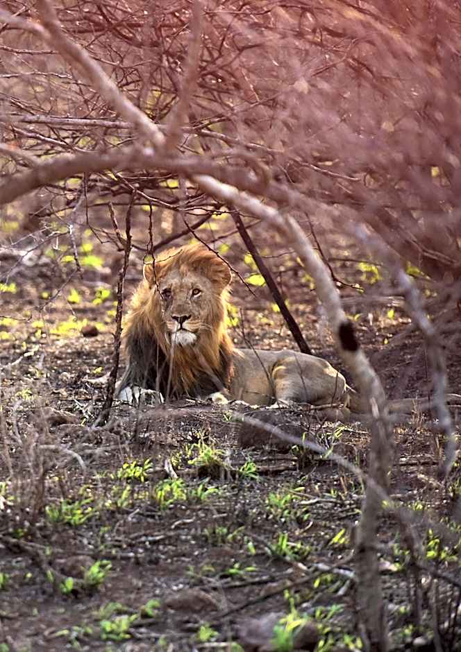 Bayala Private Safari Lodges