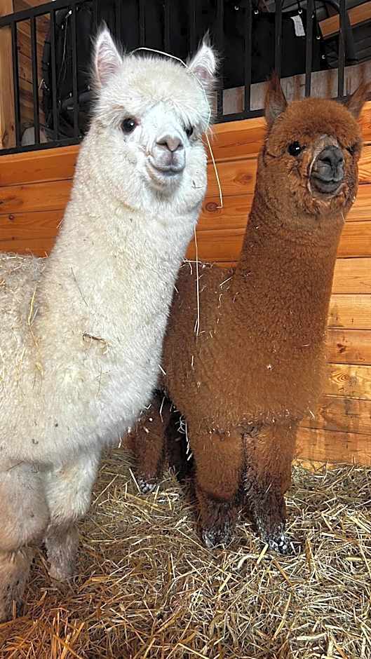 Ośrodek u Polaka-domek góralski