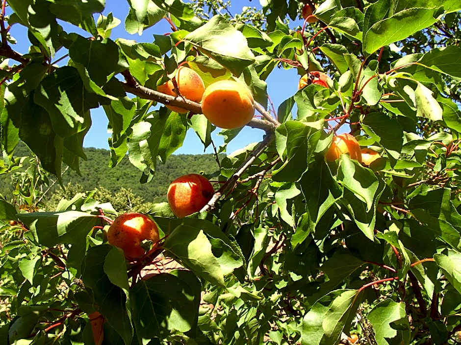 Frühstückspension Leopold Janu