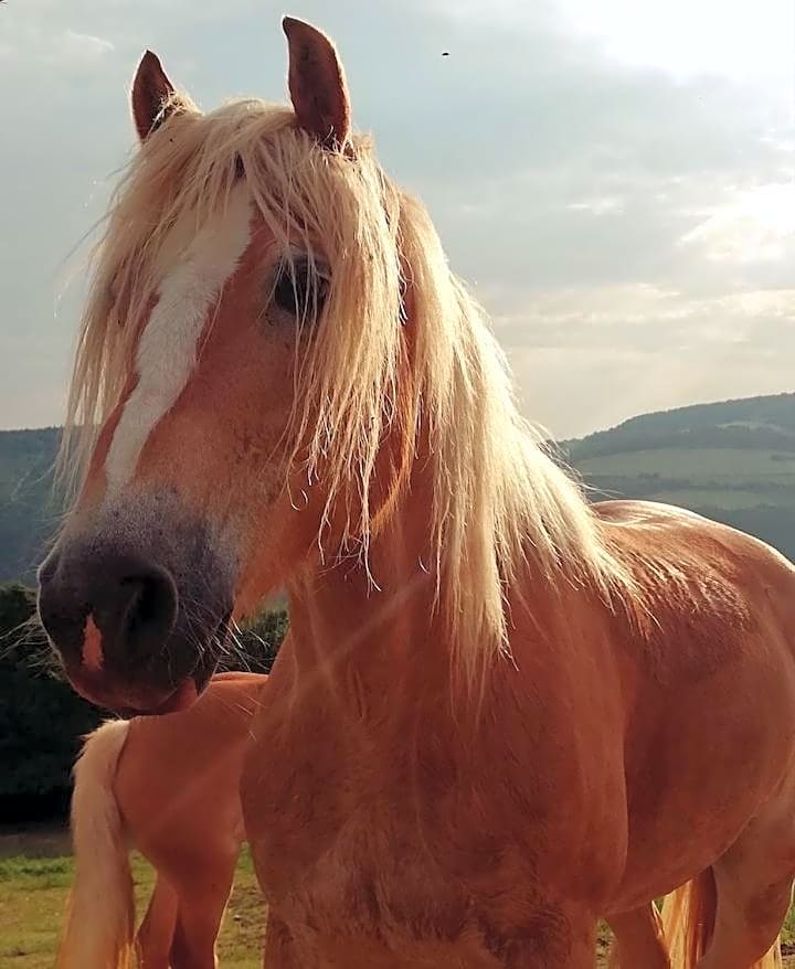 B&B Cà Montemezzano