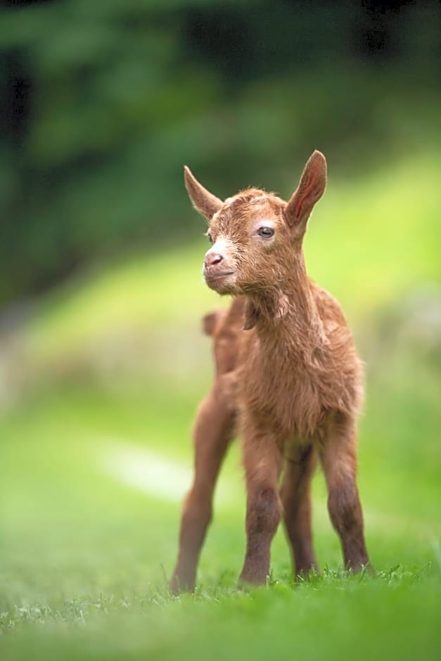 B&B IDUEVAGAMONDI immerso nel bosco tra le MONTAGNE con area benessere come EXTRA