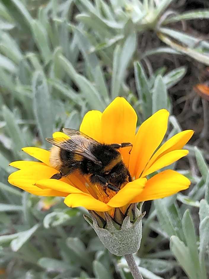 Isle of Wight Caravan