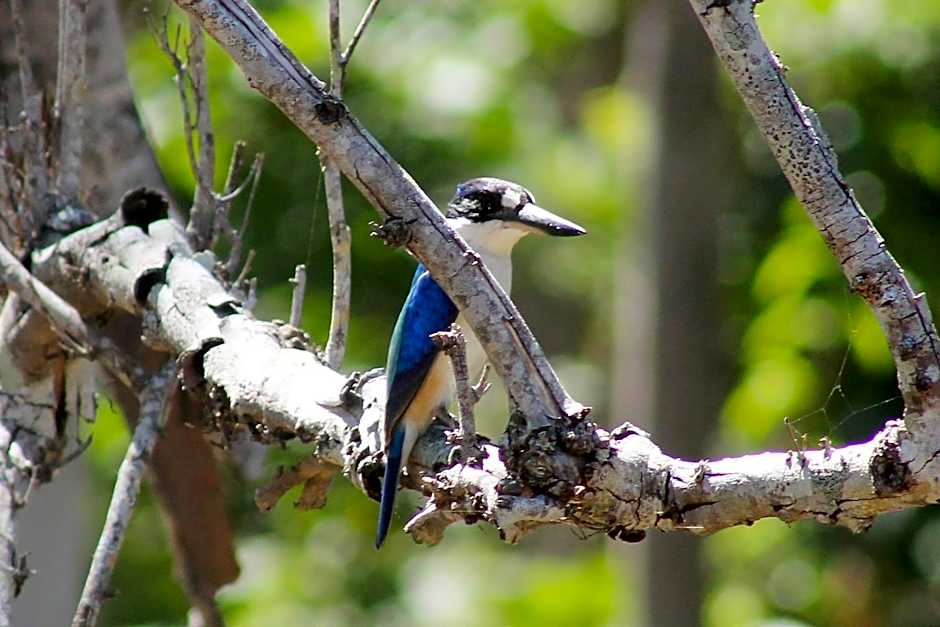 Airlie Beach Eco Cabins - Adults Only