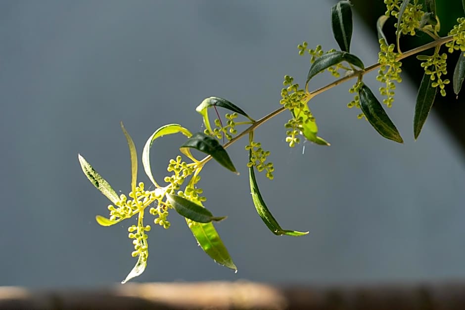 Edem Luxury Apartments