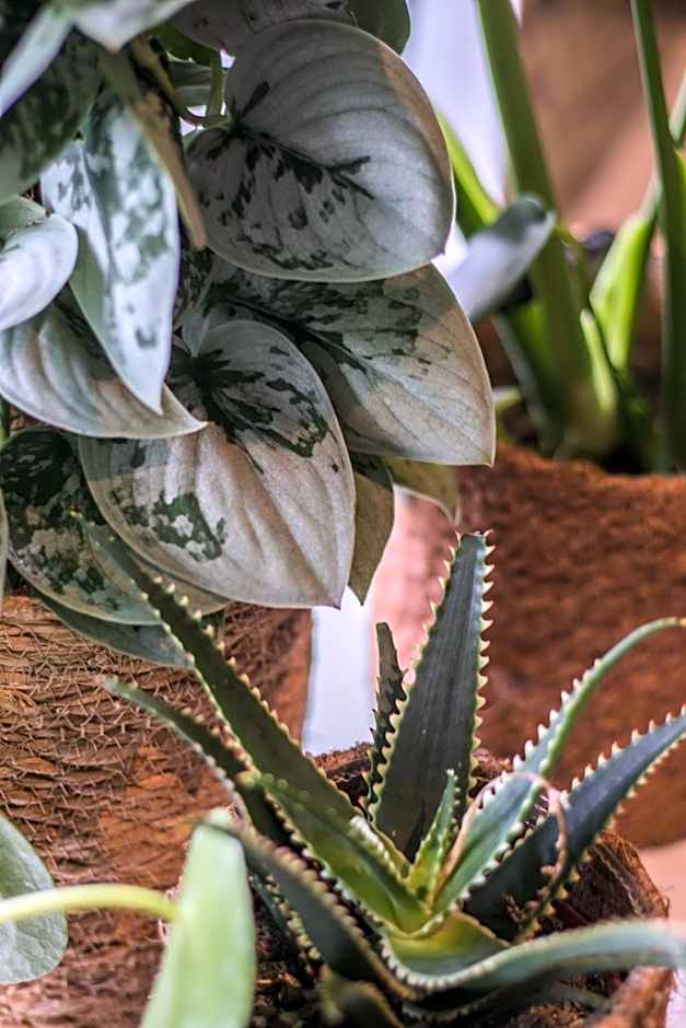 Hotel & Apartments Bibois Leuven