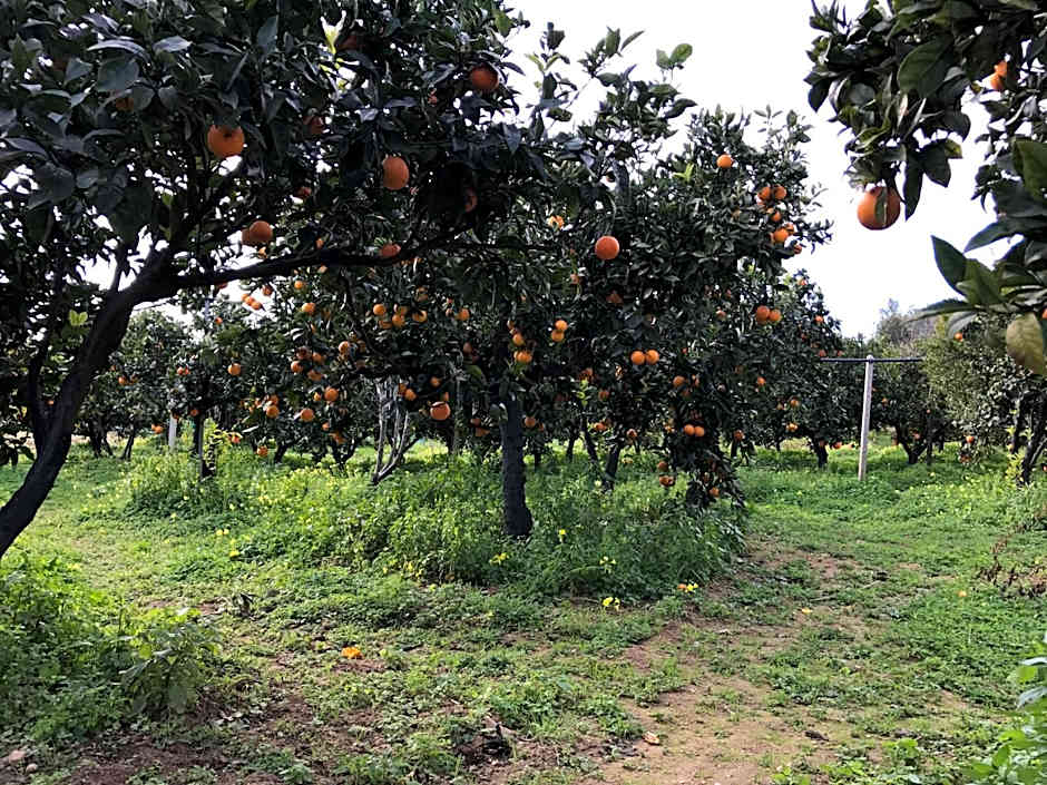 Parco dei Templi
