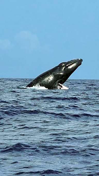 Studio plage et piscine à 200m - Saint François Guadeloupe