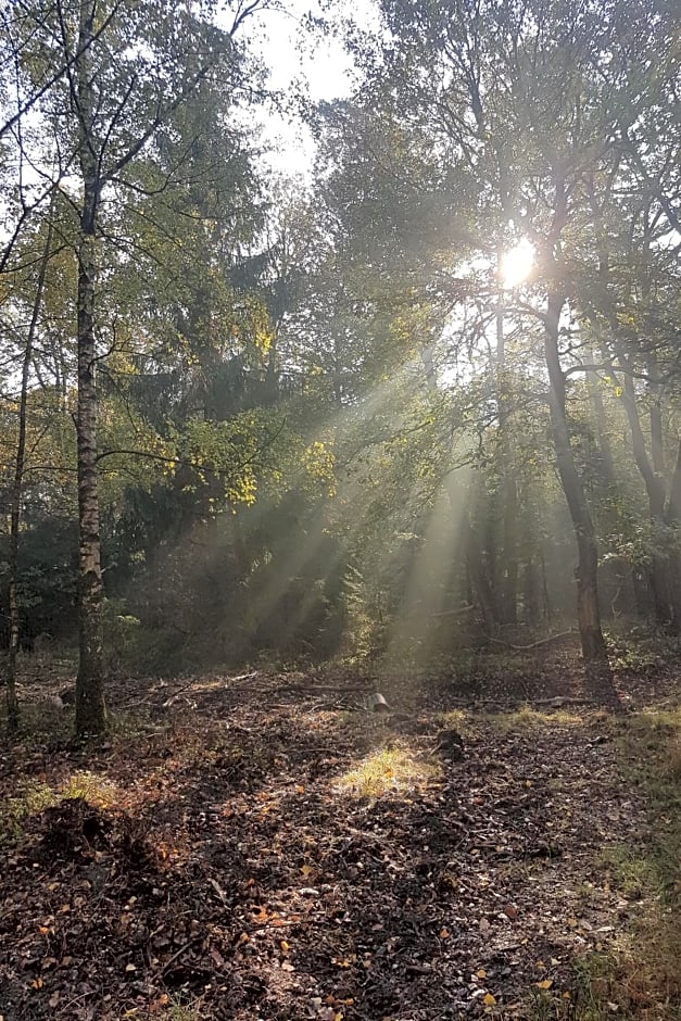 B&B De Loenense Bossen