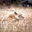 Tshukudu Game Lodge