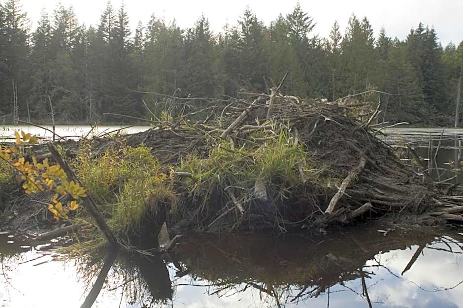 Beaver Hut Bed And Breakfast