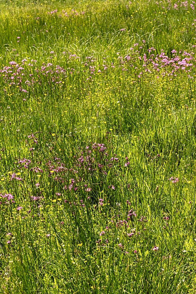 The Common Knowledge Centre