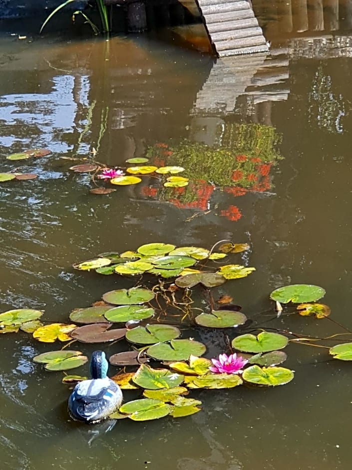 La mare aux canards