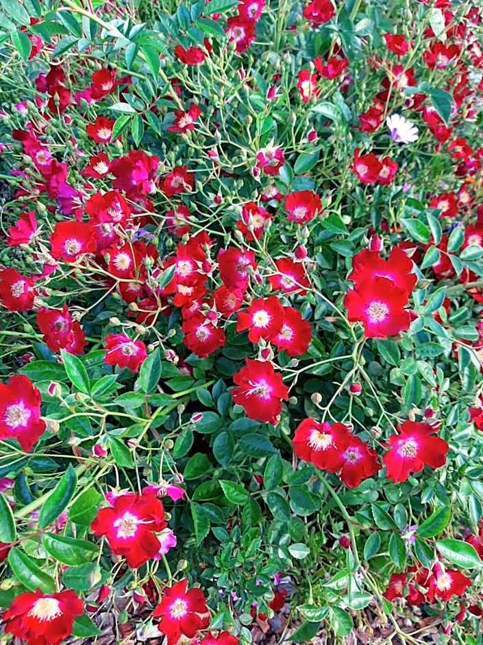 Country Rose Motel Warwick