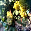 Datça Vineyard Guesthouse - Over 14 years old only