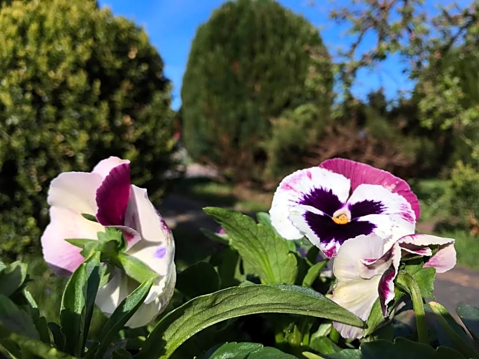 Domki letniskowe u Marty