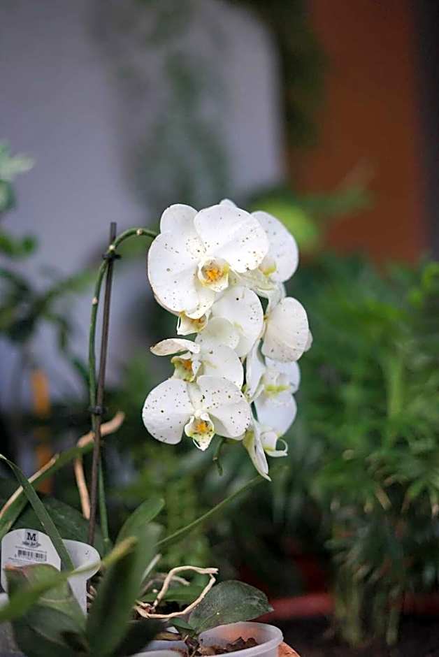 Gardens Guest House-Hostel