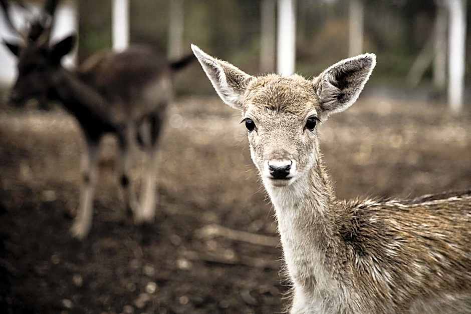 Curia Palace, Hotel Spa & Golf