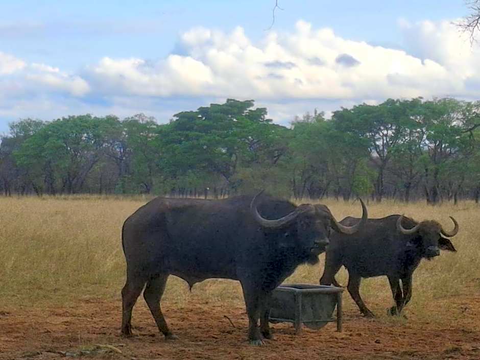 Kigeni Safari Lodge & Spa